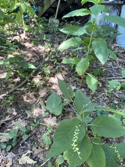 Persicaria virginiana