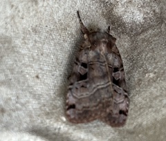 Xestia normanianus