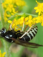 Vespula consobrina