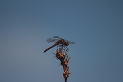 Sympetrum vulgatum