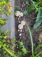 Lycoperdon marginatum