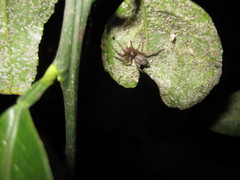 Intruda signata
