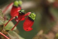 Impatiens parasitica