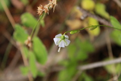 Campanula scouleri