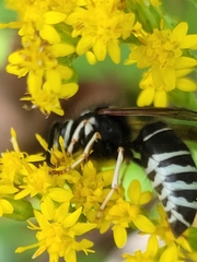 Vespula consobrina
