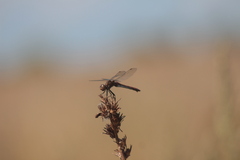 Sympetrum vulgatum