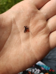 Doryctes leucogaster