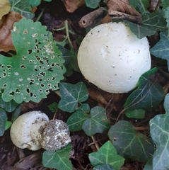 Agaricus xanthodermus
