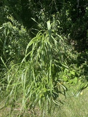 Sorghum halepense
