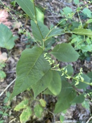 Persicaria virginiana