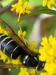 Vespula consobrina