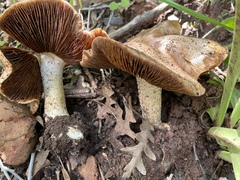Agaricineae