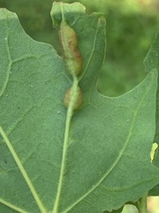 Dasineura communis
