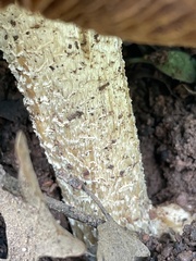 Agaricineae