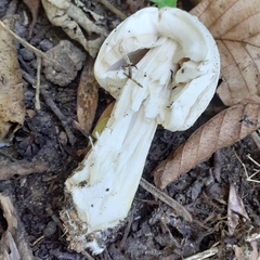 Agaricus xanthodermus