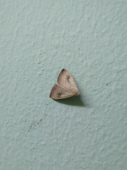 Rivula sericealis