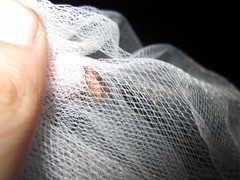 Tortricidae
