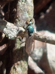 Diptera