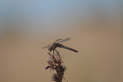 Sympetrum vulgatum