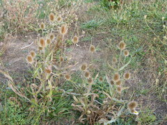Dipsacus fullonum