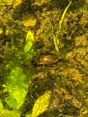 Tropisternus collaris