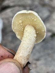 Suillus kaibabensis