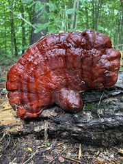 Ganoderma tsugae