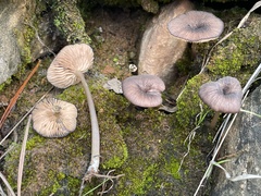 Entolomataceae