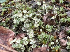 Cladonia verticillata