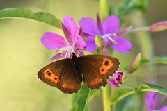 Erebia euryale