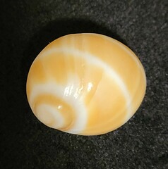 Polinices bifasciatus