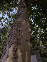 Platanus