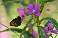 Erebia euryale