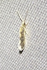 Monopis crocicapitella