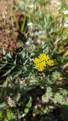 Cymopterus lemmonii
