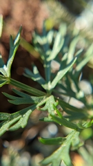 Cymopterus lemmonii
