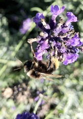 Bombus lapidarius