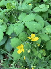 Chelidonium majus