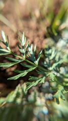 Cymopterus lemmonii