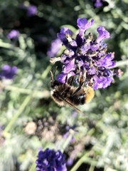 Bombus lapidarius