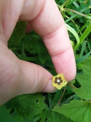 Physalis cordata