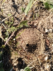 Apoidea