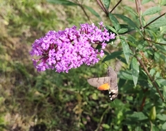 Macroglossum stellatarum