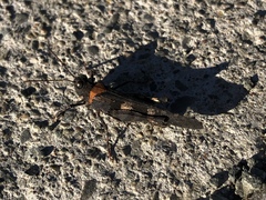 Trimerotropis fontana