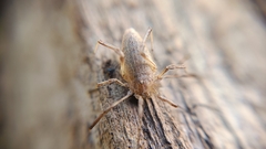 Odiellus troguloides