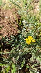 Cymopterus lemmonii