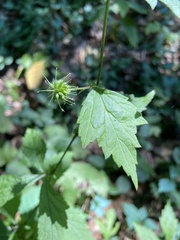 Geum