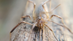 Odiellus troguloides