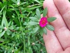 Portulaca amilis