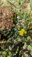 Cymopterus lemmonii